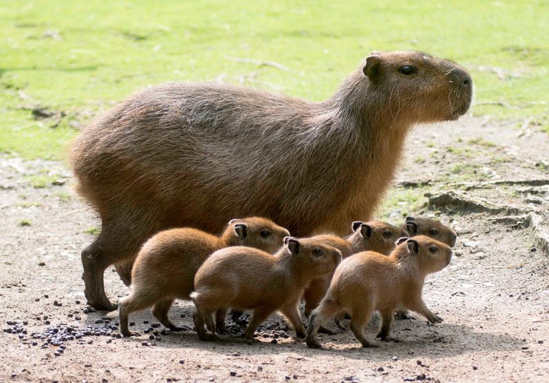 An Unlikely Internet Star: The 'Capybara' Rodent Takes Social